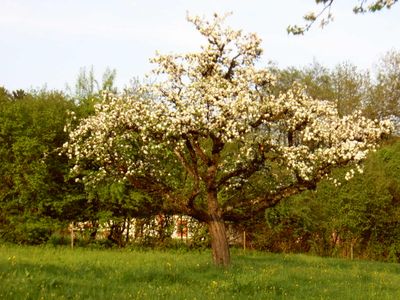 Apfelblüte im April