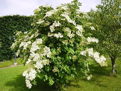 GardenSummer