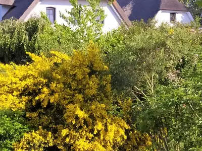 Ferienwohnung für 5 Personen (70 m²) in Loddin (Seebad) 2/10
