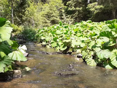 Rötenbachschlucht