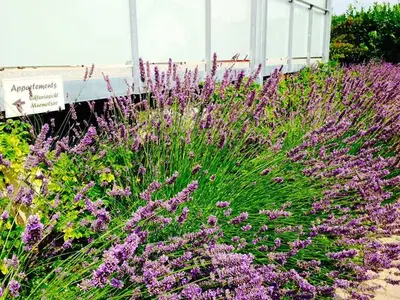 Ferienwohnung für 5 Personen (75 m²) in Hagen Auf Rügen 4/10