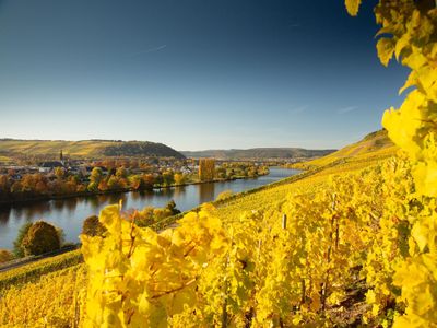 Goldene Weinberge