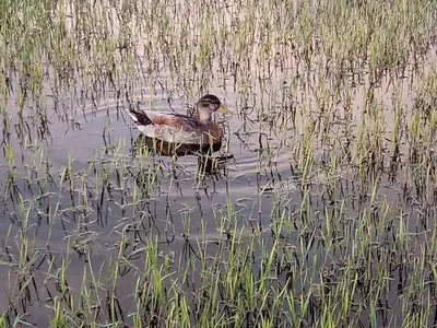 Ferienwohnung für 4 Personen (70 m²) in Lopar 6/10