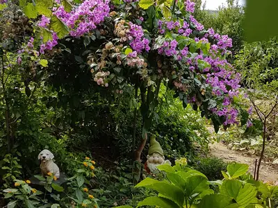 Ferienwohnung für 4 Personen (40 m²) in Lopar 9/10