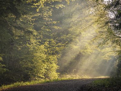 Morgenstimmung im Wald Morgenstimmung im Wald