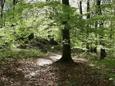 Ferienwohnung für 4 Personen (72 m²) in Losheim Am See 7/10
