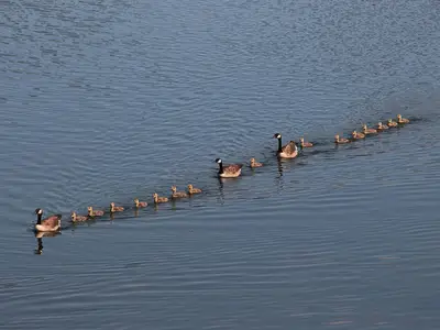 geese-geb2c671fd_1920