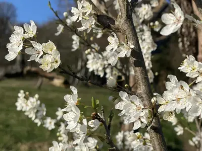 Kirschblüte