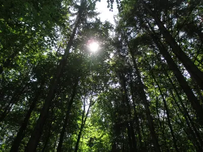 Wald