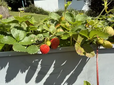 Naschgarten_1_052025