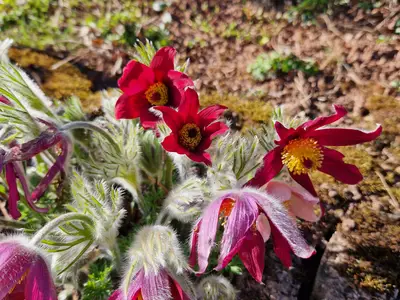 Kuechenschelle_2_052025