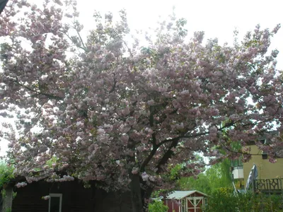 Blick in den Garten