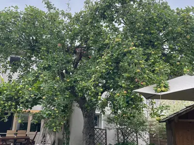 Ferienwohnung für 3 Personen (50 m²) in Lügde 9/10