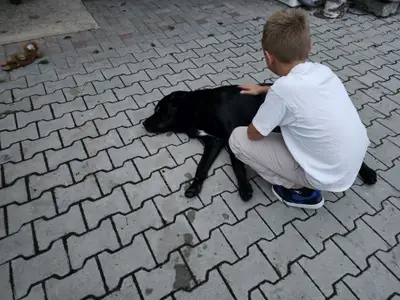 Kuschelhund