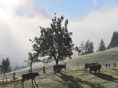 Ferienwohnung für 4 Personen (35 m²) in Annaberg-Lungötz 8/10