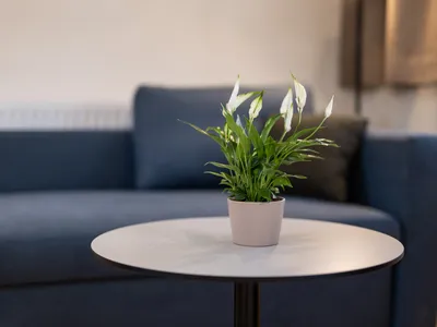 Ferienwohnung für 3 Personen (40 m²) in Lutzmannsburg 6/10
