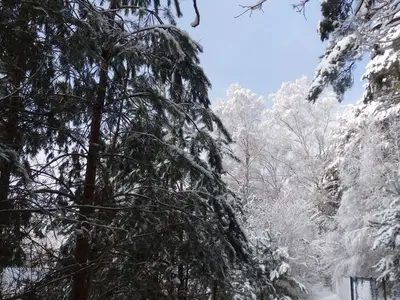 Ferienwohnung für 5 Personen (60 m²) in Lychen 4/10