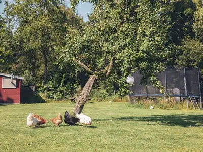 Ferienwohnung für 5 Personen (64 m²) in Maasbüll 5/10