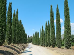 23850360-Ferienwohnung-6-Magliano In Toscana-300x225-4