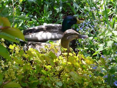 Besuch im Garten