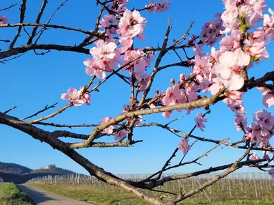 Mandelblüte