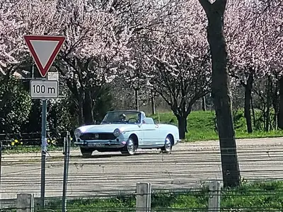 Mandelblüte
