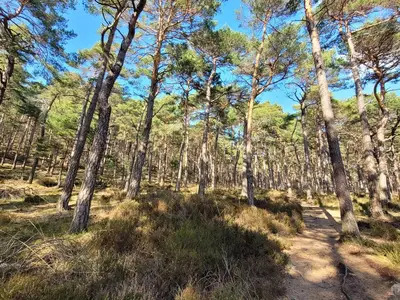 Pfälzer Wald hoch zum Kalmit