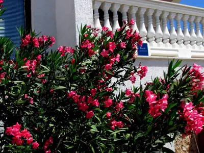 Ferienwohnung für 4 Personen (55 m²) in Malinska 6/10