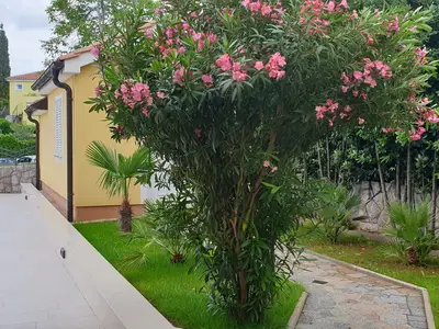 Ferienwohnung für 4 Personen (65 m²) in Malinska 2/10