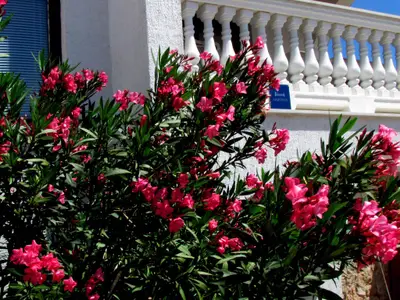 Ferienwohnung für 4 Personen (55 m²) in Malinska 4/10