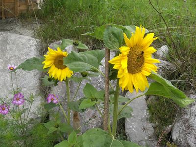 Sonnenblumen