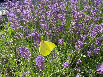 Lavendel Zitronenfalter