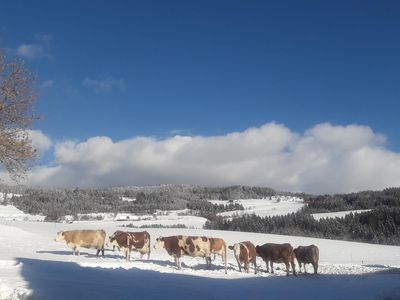 WinterKühe WinterKühe