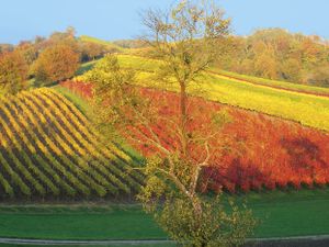 Goldener Herbst im Weinberg