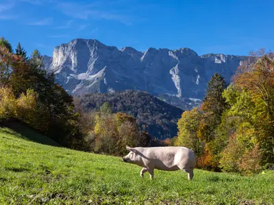 Schwein