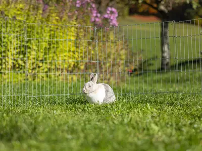 Kaninchen