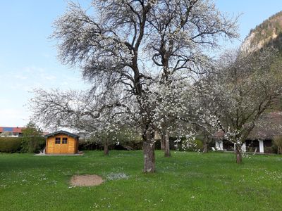 Obstbaumblüte