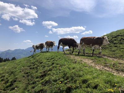 ... alle Jahre wieder gehts auf die Alm hinauf ....