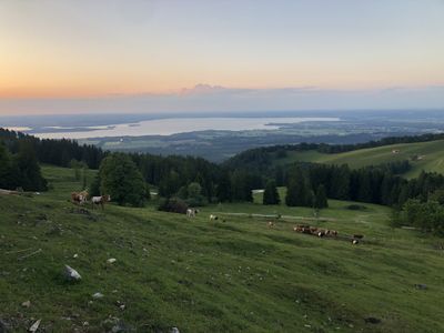 ... unsere Herde genießt frische Bergluft mit Seeblick auf der Alm ...