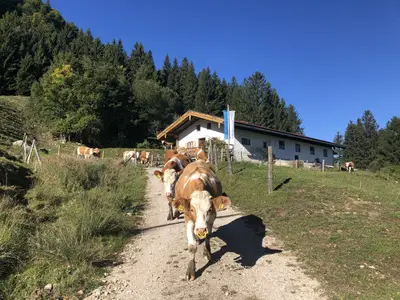Auf geht´s in den Almsommer 2025 , komm uns doch einfach besuchen, bis bald auf der Wimmeralm