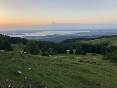 " Unsere Almtiere am Almsommer 2024 " # Wimmeralm # Grassauer Almen #