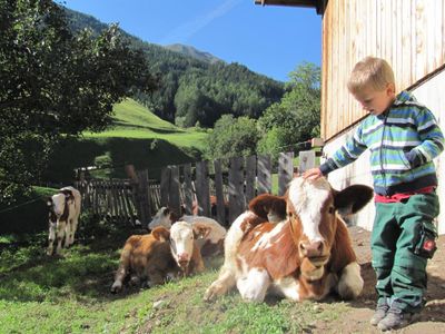 Unsere Kälber auf der Weide