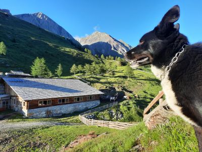 Waldi genießt die Ruhe auf unserer Alm