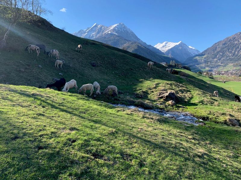 23938034-Ferienwohnung-4-Matrei in Osttirol-800x600-2