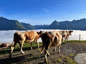 23938033-Ferienwohnung-3-Matrei in Osttirol-300x225-3