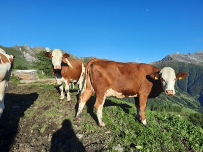 die Kühe auf der Alm