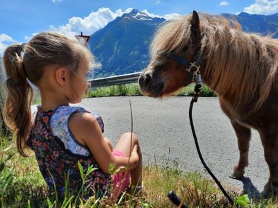 Pony auf Wachtlerhof