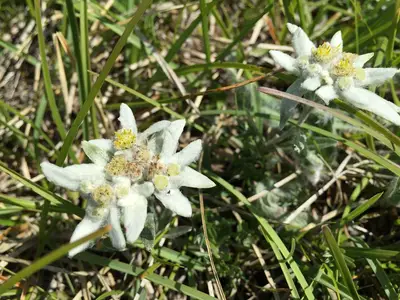 Direkte Umgebung des Objekts. selbst gefundenes Edelweiss