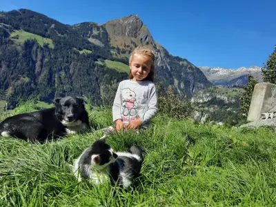 Hund und Katzen vertragen sich gut