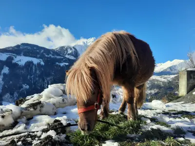 Pony Luner